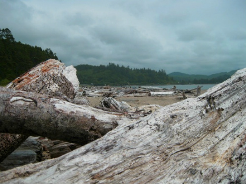 Driftwood on Taft Beach. Central Oregon Coast. Photo: KGilb.
